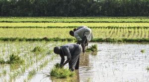 Nigeria and Brazil don sign MoU to boost agribusiness for all 774 LG